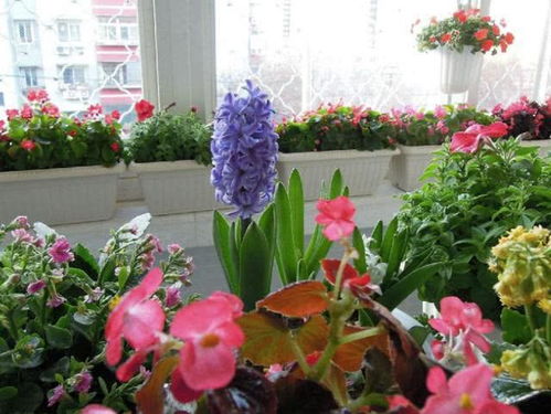 這4種花卉盆栽養(yǎng)得好,開(kāi)花漂亮,花色艷麗,適合裝飾室內(nèi)