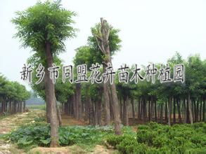 供應(yīng)河南新鄉(xiāng)綠化苗木 園林綠化工程 同盟花卉綠化公司