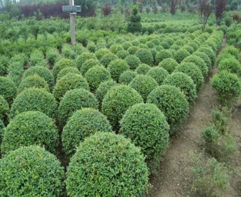 金葉女貞球 ,商河縣天野綠化苗木花卉種植專業合作社
