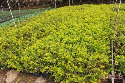 【黃金葉種植基地、基地直銷、質優價廉】綠化苗木,價格,廠家,供應商,花木,龍海市東泗興輝園藝場 - 產品庫