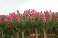 【綠化設(shè)計(jì)圖中的喬木與灌木之分】?jī)r(jià)格、產(chǎn)品供應(yīng),綠化設(shè)計(jì)圖中的喬木與灌木之分廠家批發(fā)-1024商務(wù)網(wǎng)