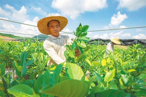 海南民眾抱團(tuán)發(fā)展苗木產(chǎn)業(yè)闖出致富新路
