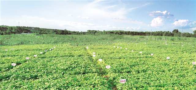 小紅薯長成富民大產(chǎn)業(yè) 彭水 把資源優(yōu)勢(shì)轉(zhuǎn)為產(chǎn)業(yè)優(yōu)勢(shì) 傾力打造 中國苕粉之都