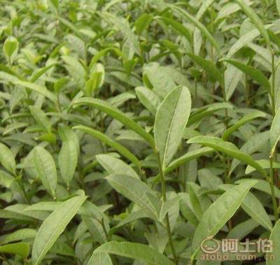 【貴州福選九號茶苗批發(fā)%福選9號茶苗哪家好】福選九號茶苗,價格,廠家,供應商,其他農(nóng)業(yè),雅安市名山區(qū)惠農(nóng)苗木種植農(nóng)民專業(yè)合作社 - 產(chǎn)品庫