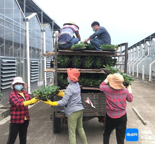 三亞培育1000萬株優(yōu)質瓜菜苗 保障冬春季瓜菜生產