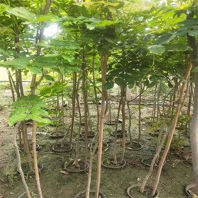 紫藤產業(yè)：廠家直銷、生產基地與園林綠化的完美結合